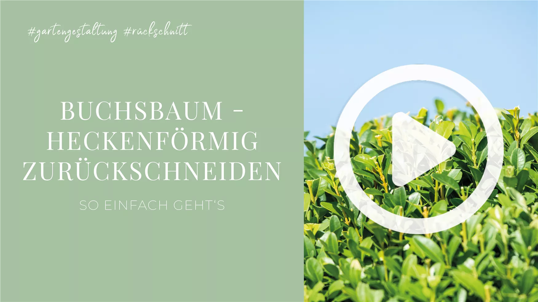 Buchsbaum - Heckenförmig zurückschneiden Buchsbaum - Heckenförmig zurückschneiden
