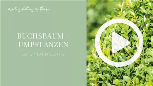 Buchsbaum - Umpflanzen Buchsbaum - Umpflanzen