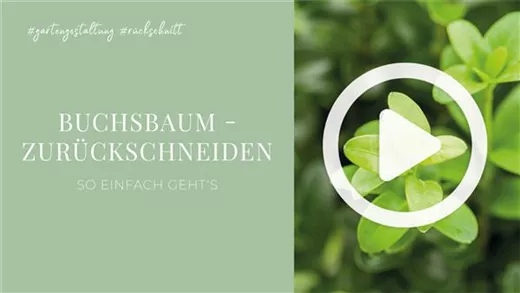 Buchsbaum - Zurückschneiden