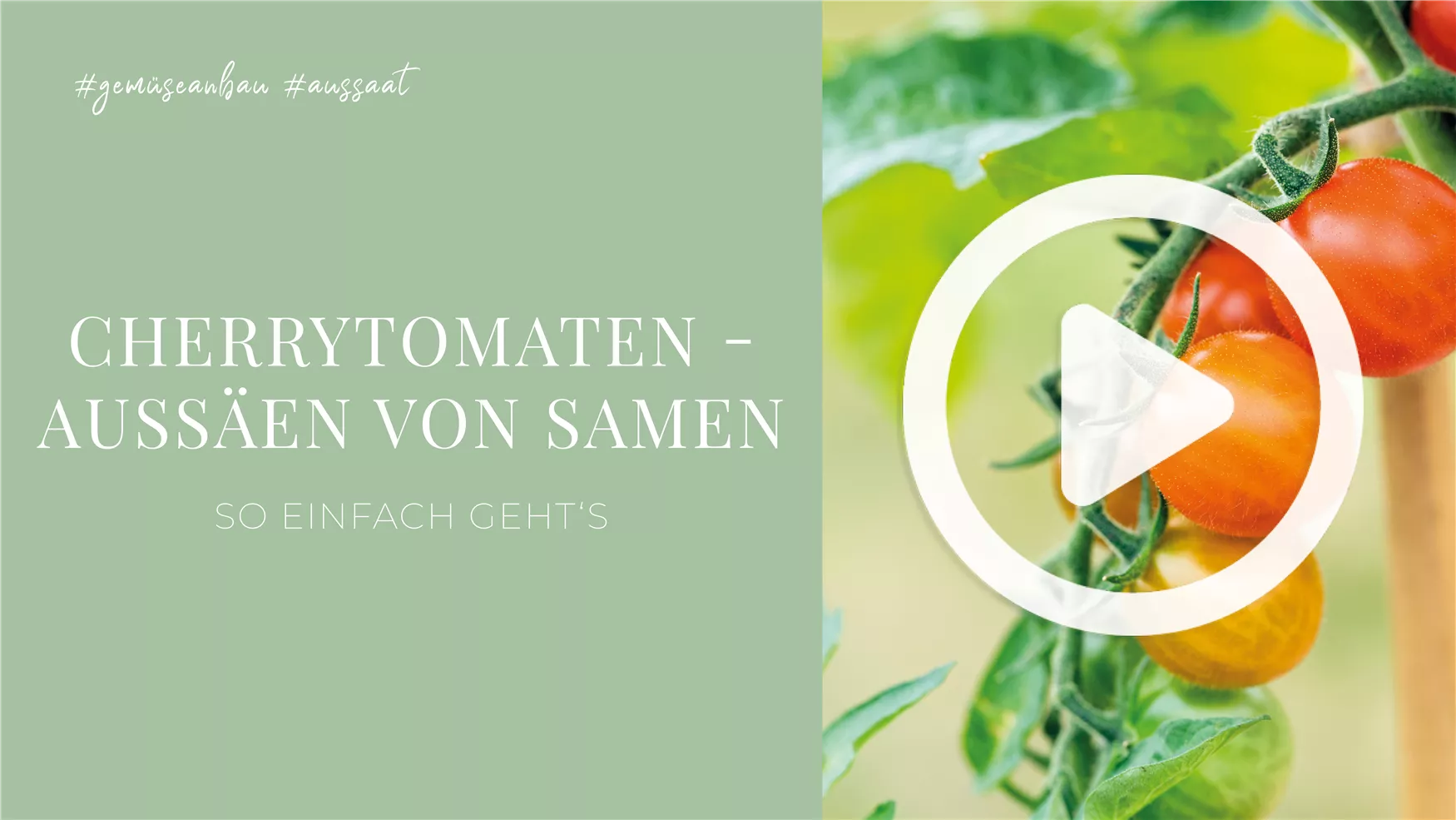 Cherrytomaten - Aussäen von Samen Cherrytomaten - Aussäen von Samen