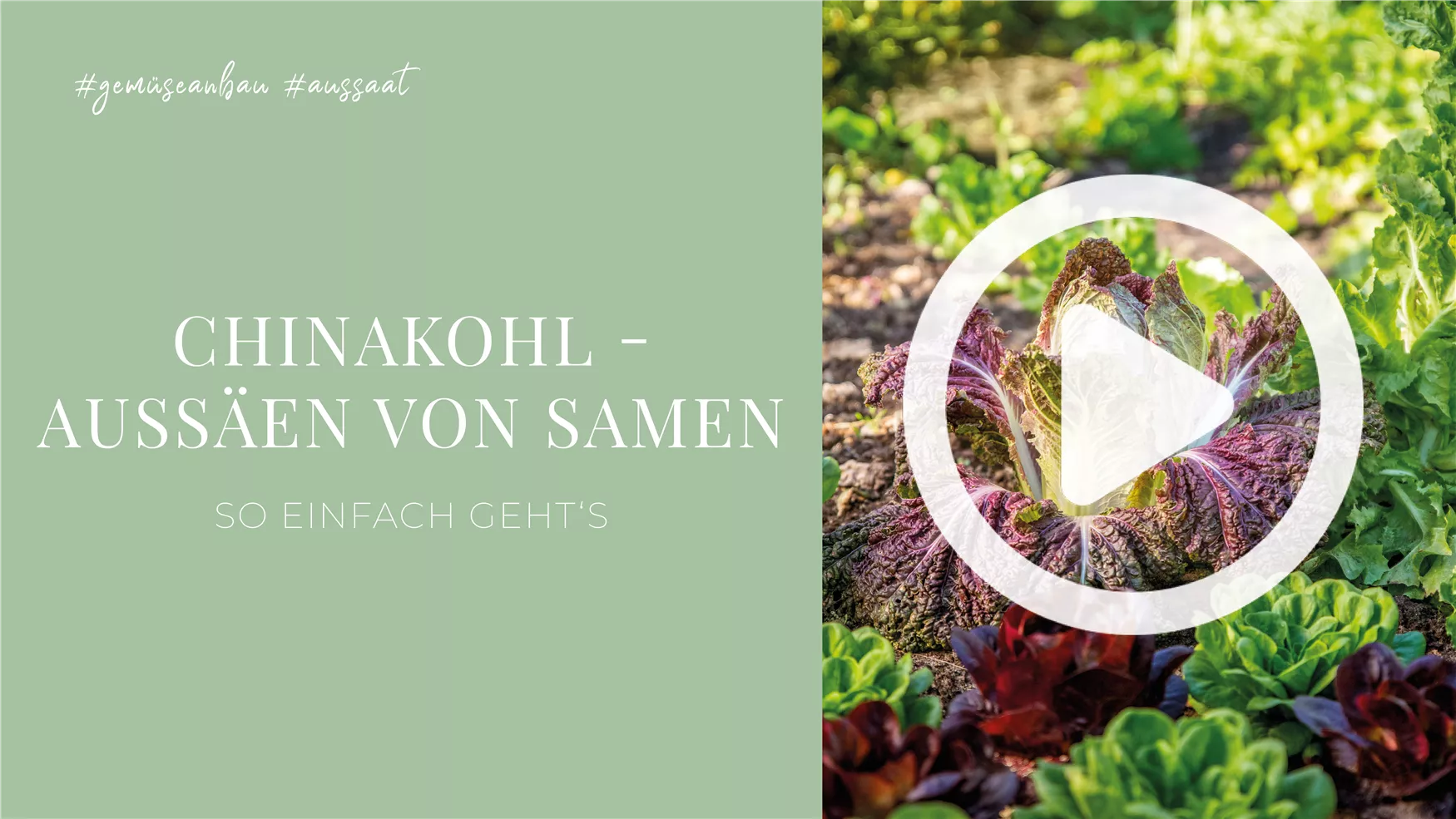 Chinakohl - Aussäen von Samen Chinakohl - Aussäen von Samen