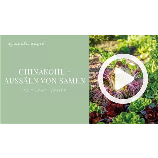 Chinakohl - Aussäen von Samen
