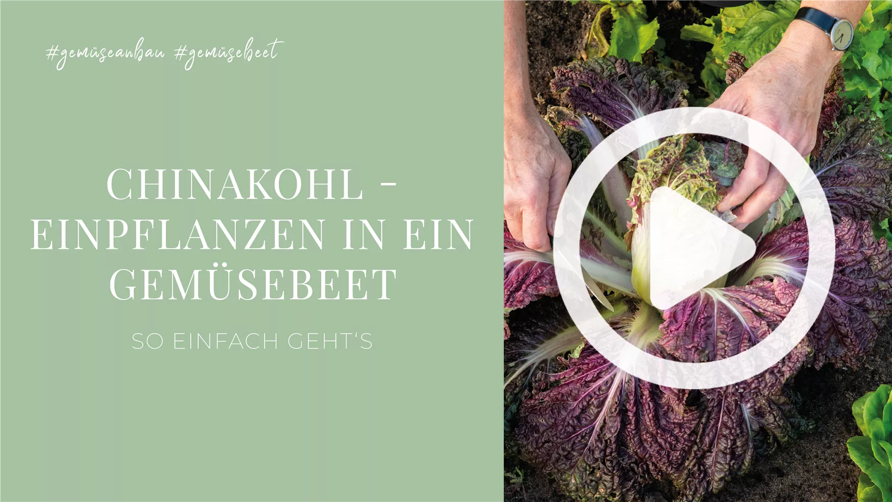 Chinakohl - Einpflanzen in ein Gemüsebeet Chinakohl - Einpflanzen in ein Gemüsebeet