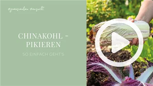 Chinakohl - Pikieren Chinakohl - Pikieren