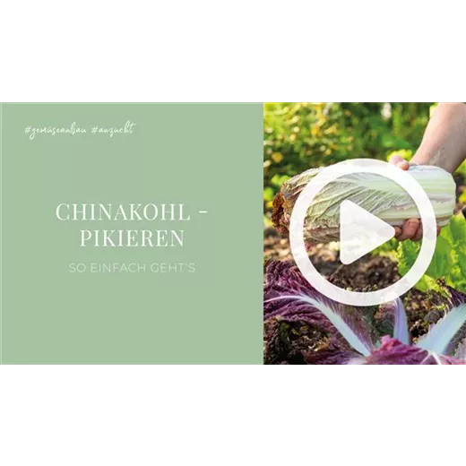 Chinakohl - Pikieren Chinakohl - Pikieren