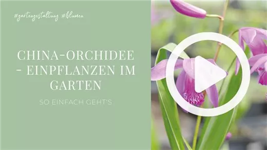 China-Orchidee - Einpflanzen im Garten