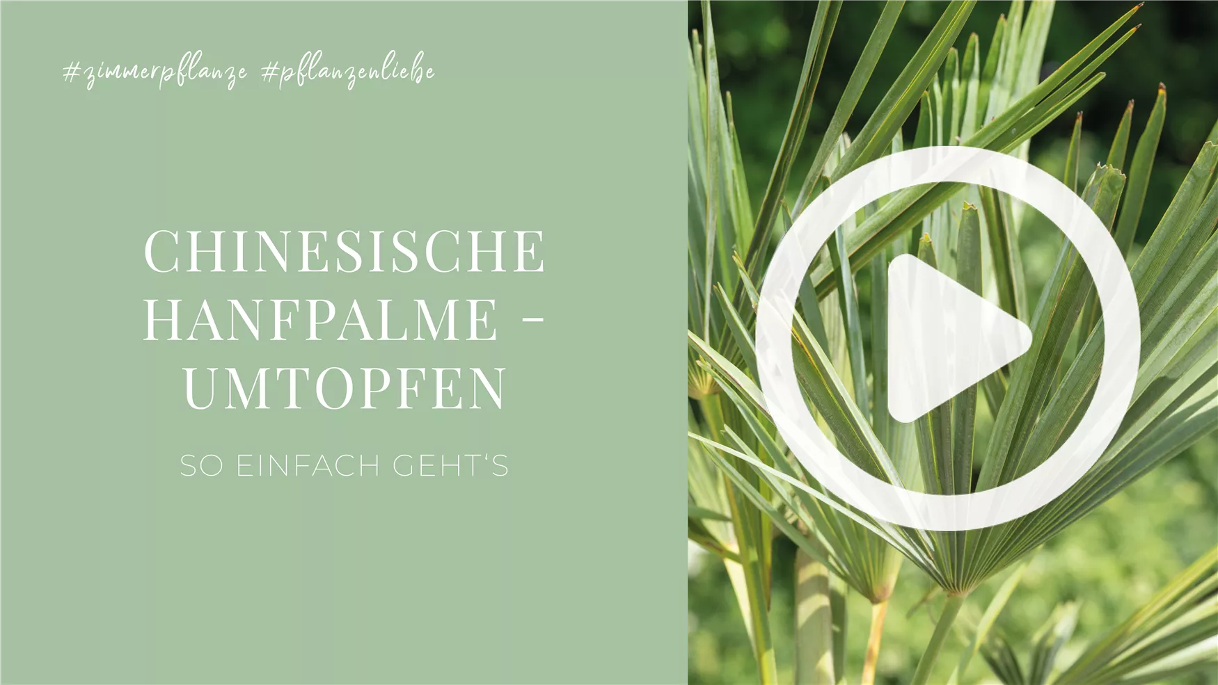 Chinesische Hanfpalme - Umtopfen Chinesische Hanfpalme - Umtopfen