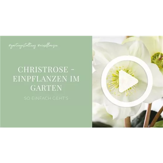 Christrose - Einpflanzen im Garten Christrose - Einpflanzen im Garten