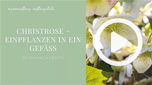 Christrose - Einpflanzen in ein Gefäß
