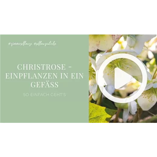 Christrose - Einpflanzen in ein Gefäß Christrose - Einpflanzen in ein Gefäß