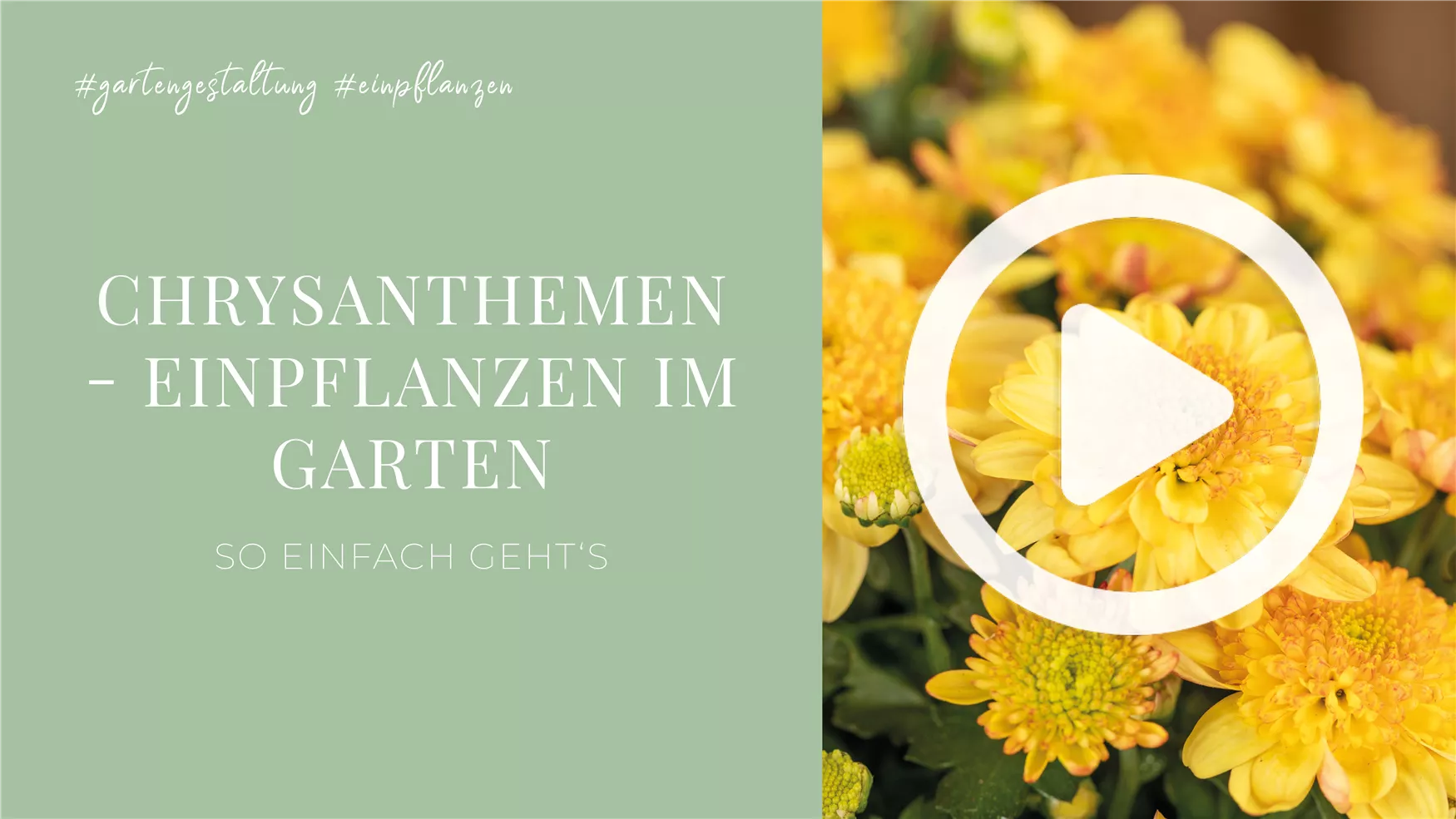 Chrysanthemen - Einpflanzen im Garten Chrysanthemen - Einpflanzen im Garten