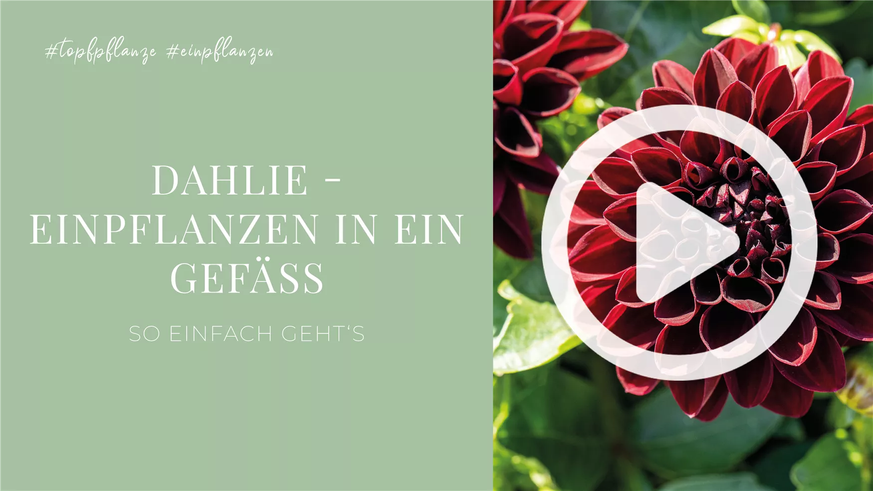 Dahlie - Einpflanzen in ein Gefäß Dahlie - Einpflanzen in ein Gefäß