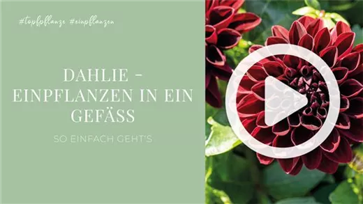 Dahlie - Einpflanzen in ein Gefäß