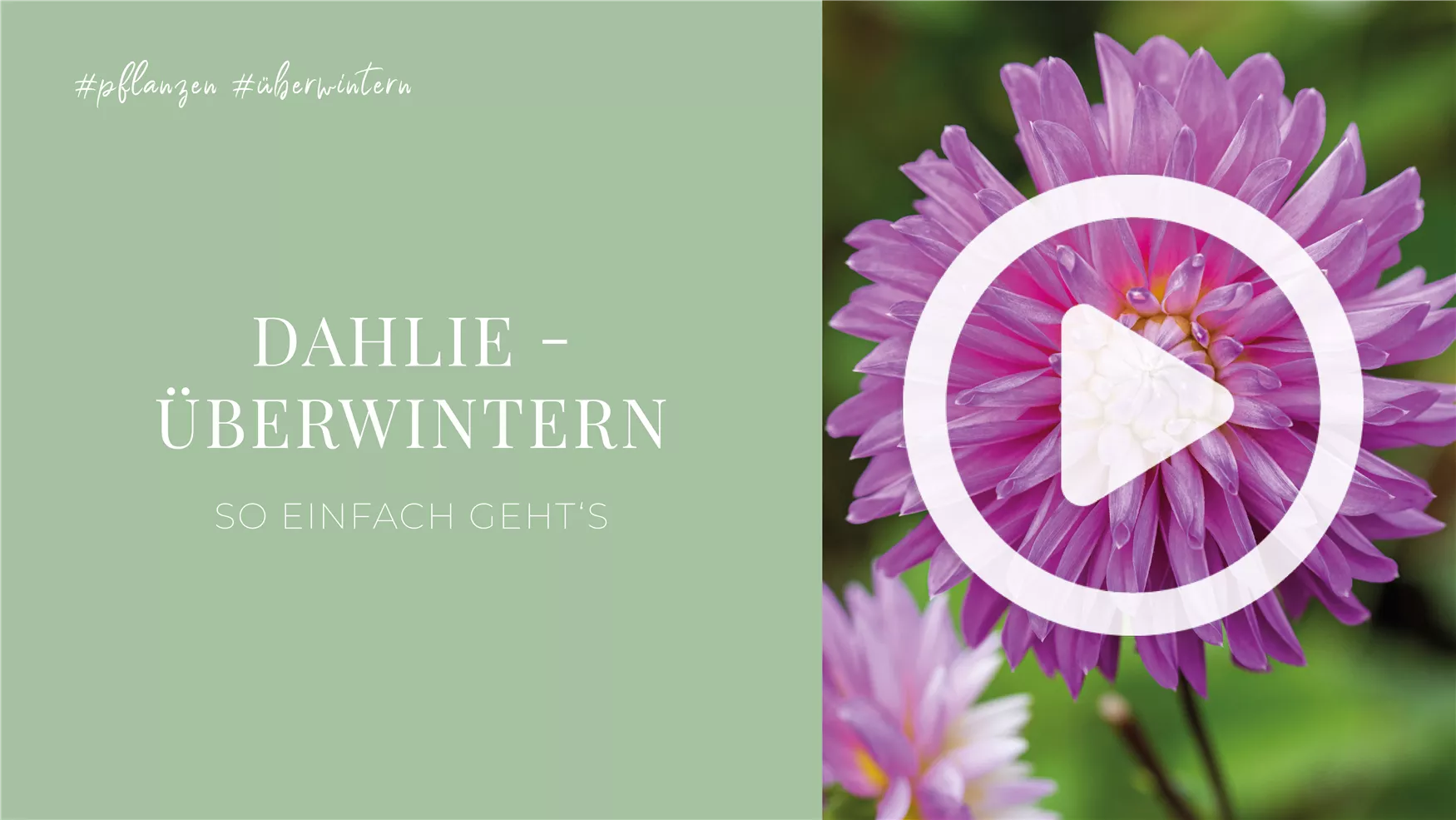 Dahlie - Überwintern Dahlie - Überwintern