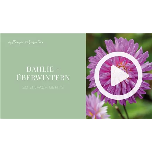 Dahlie - Überwintern Dahlie - Überwintern