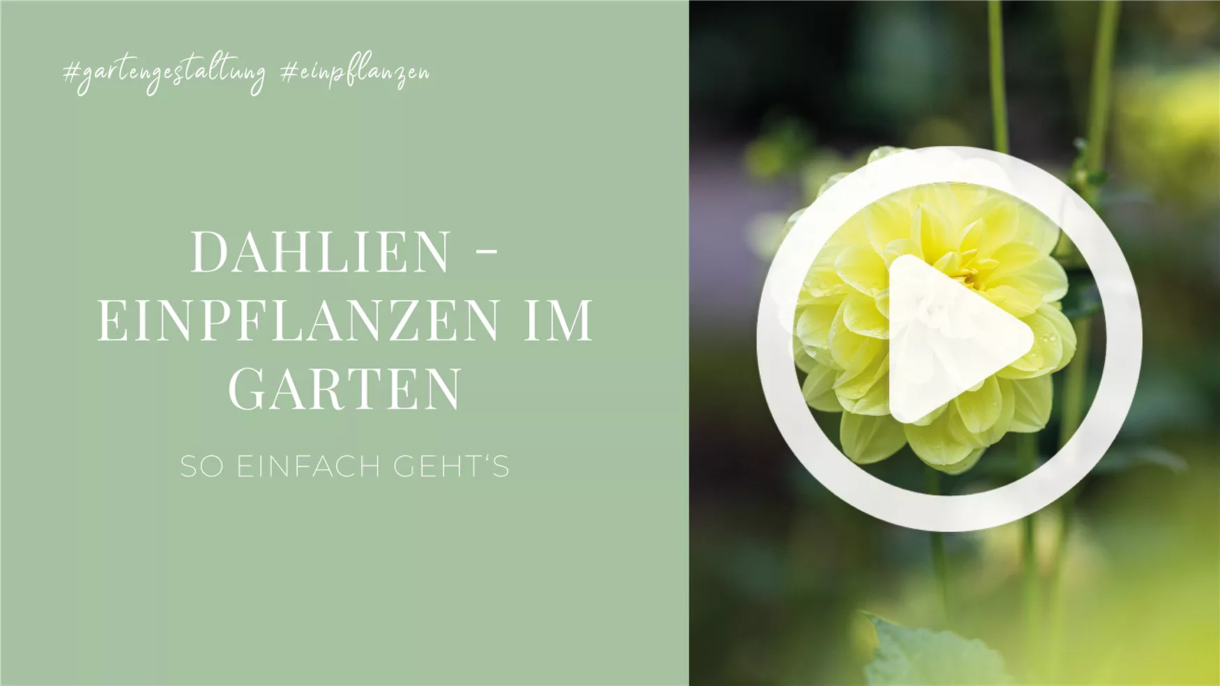 Dahlien - Einpflanzen im Garten Dahlien - Einpflanzen im Garten