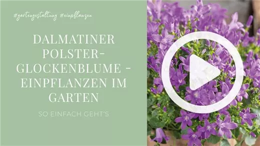 Dalmatiner Polster-Glockenblume - Einpflanzen im Garten