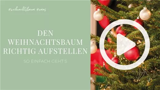 Den Weihnachtsbaum richtig aufstellen
