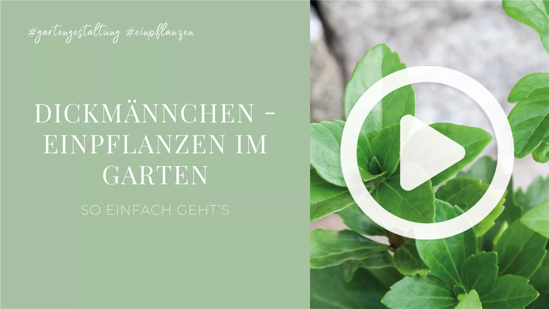 Dickmännchen - Einpflanzen im Garten Dickmännchen - Einpflanzen im Garten