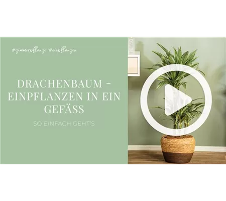 Drachenbaum - Einpflanzen in ein Gefäß Drachenbaum - Einpflanzen in ein Gefäß