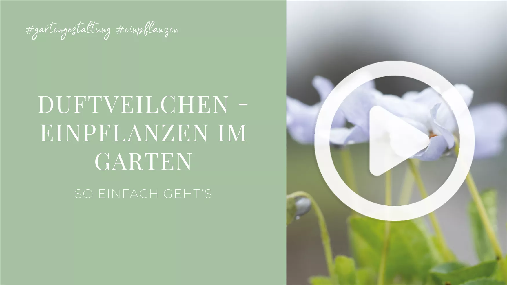 Duftveilchen - Einpflanzen im Garten Duftveilchen - Einpflanzen im Garten