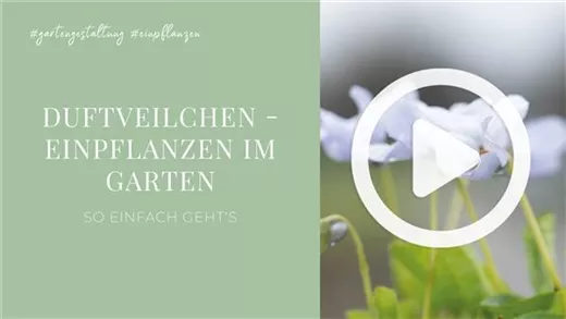 Duftveilchen - Einpflanzen im Garten