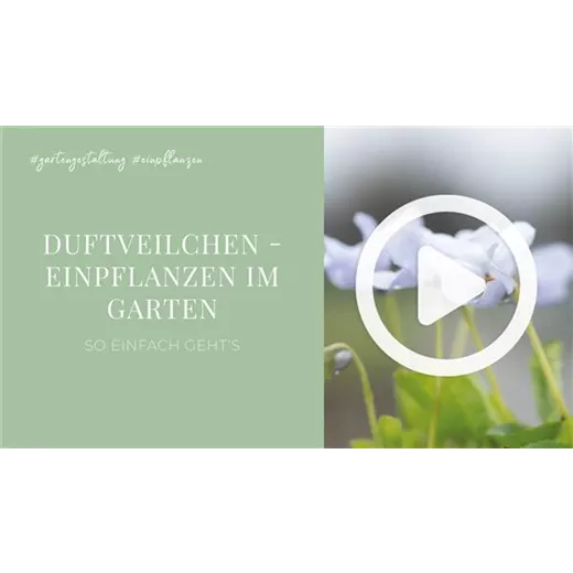 Duftveilchen - Einpflanzen im Garten Duftveilchen - Einpflanzen im Garten