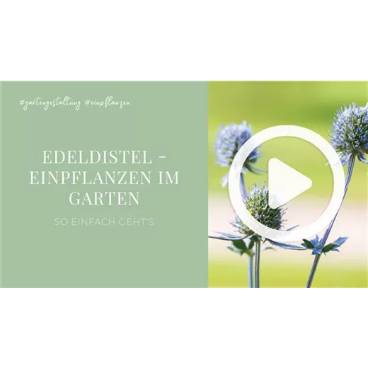 Edeldistel - Einpflanzen im Garten Edeldistel - Einpflanzen im Garten