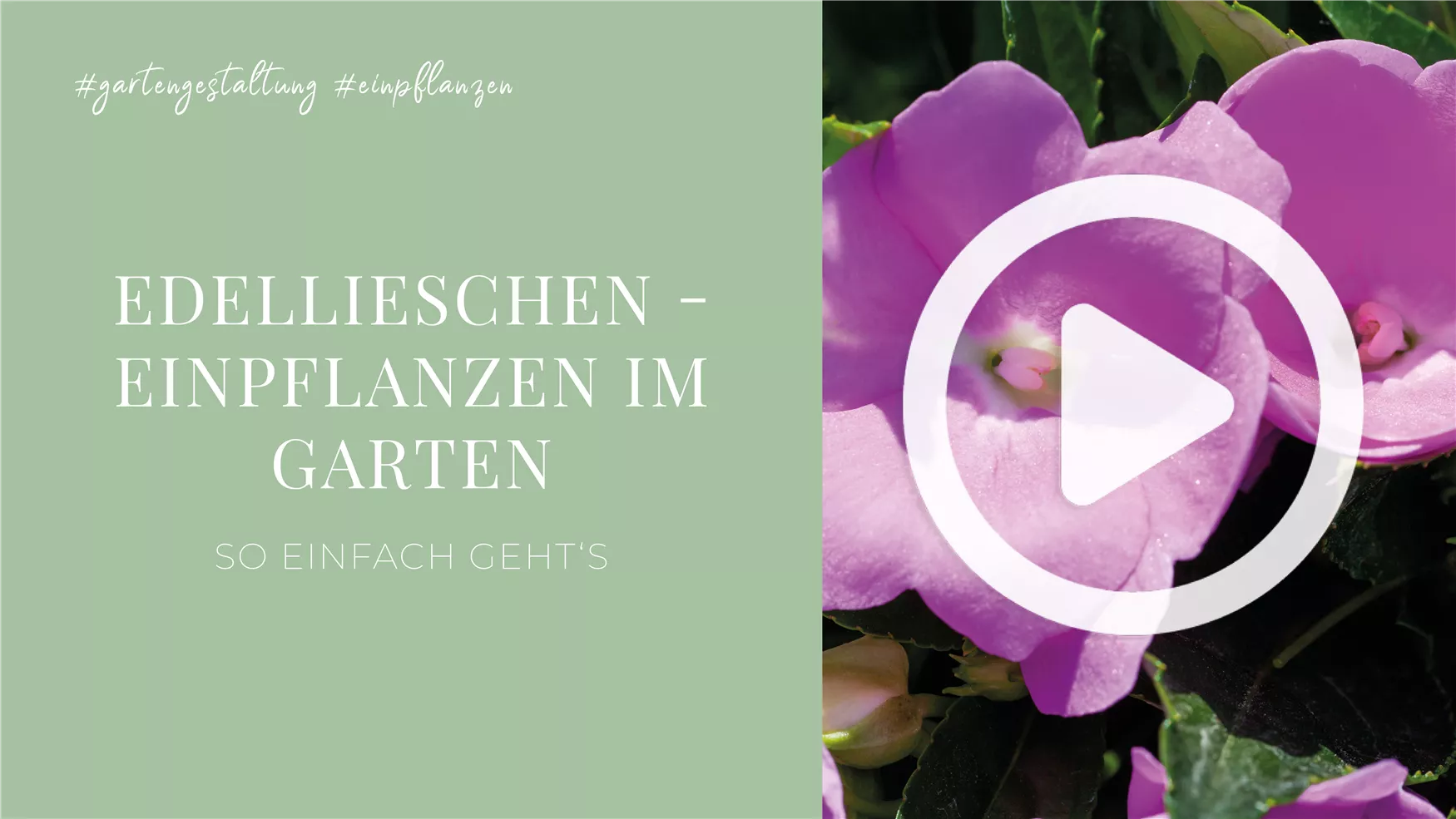 Edellieschen - Einpflanzen im Garten Edellieschen - Einpflanzen im Garten