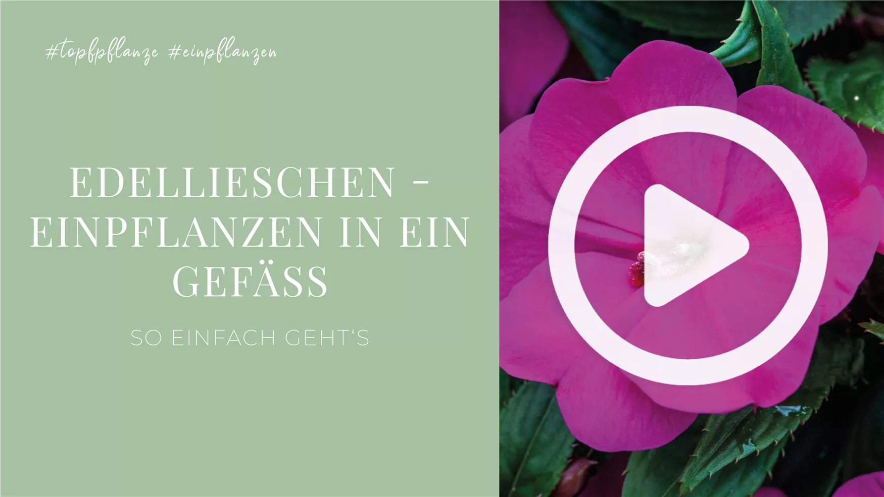 Edellieschen - Einpflanzen in ein Gefäß Edellieschen - Einpflanzen in ein Gefäß
