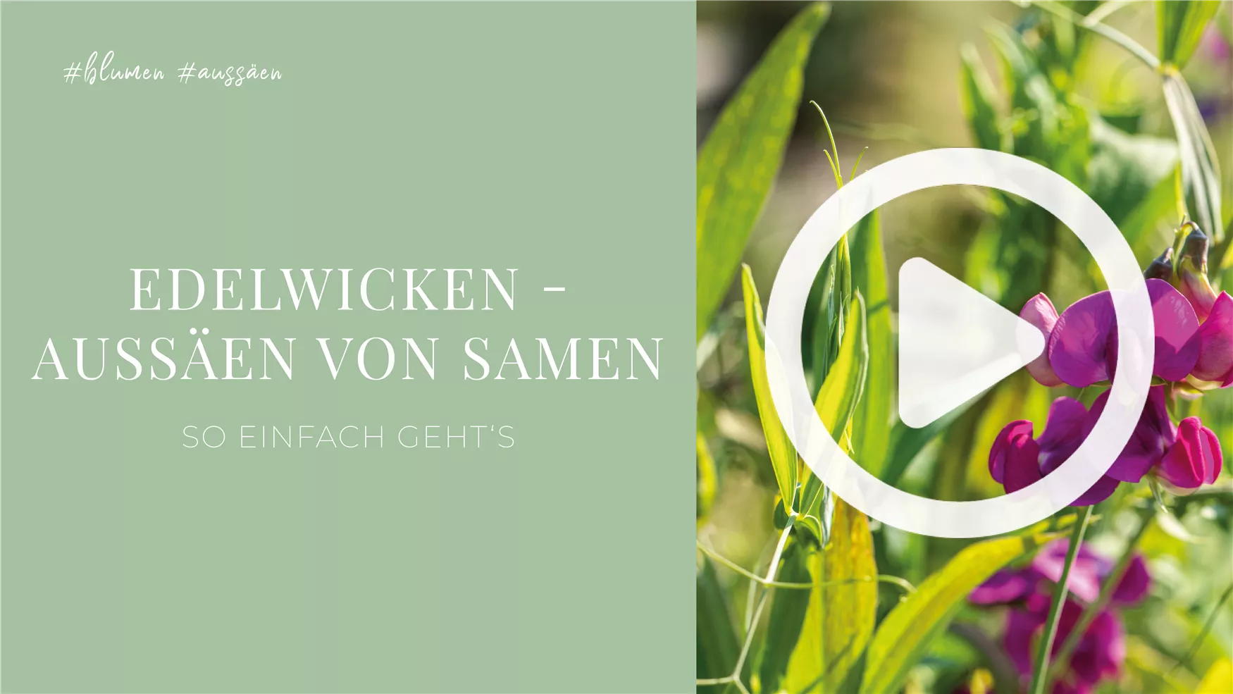 Edelwicken - Aussäen von Samen Edelwicken - Aussäen von Samen