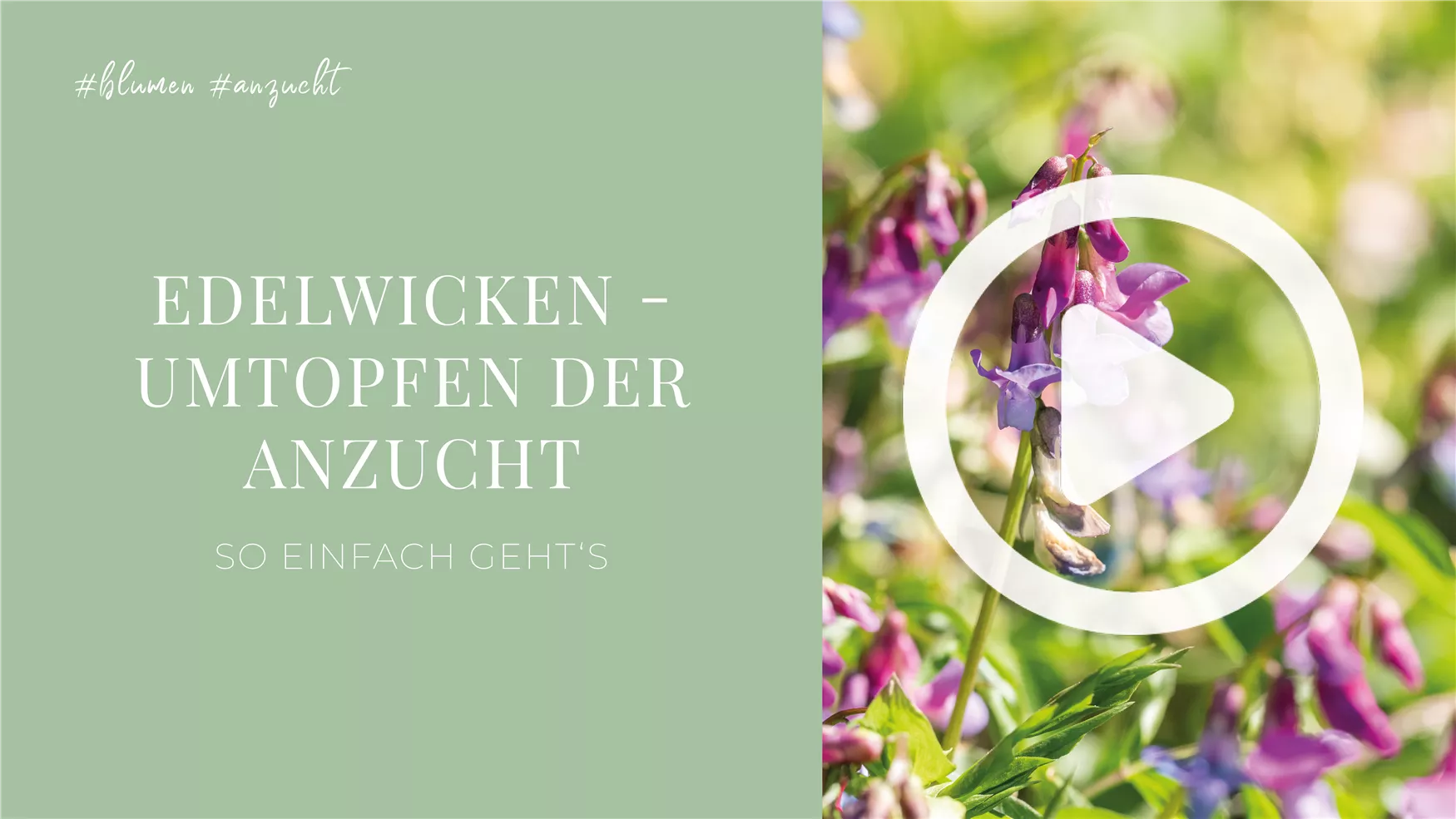 Edelwicken - Umtopfen der Anzucht Edelwicken - Umtopfen der Anzucht