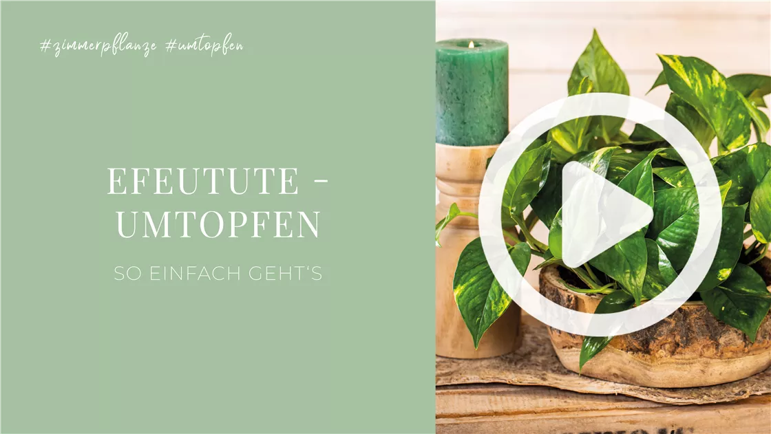 kaktus box Monthly Cacti Box!