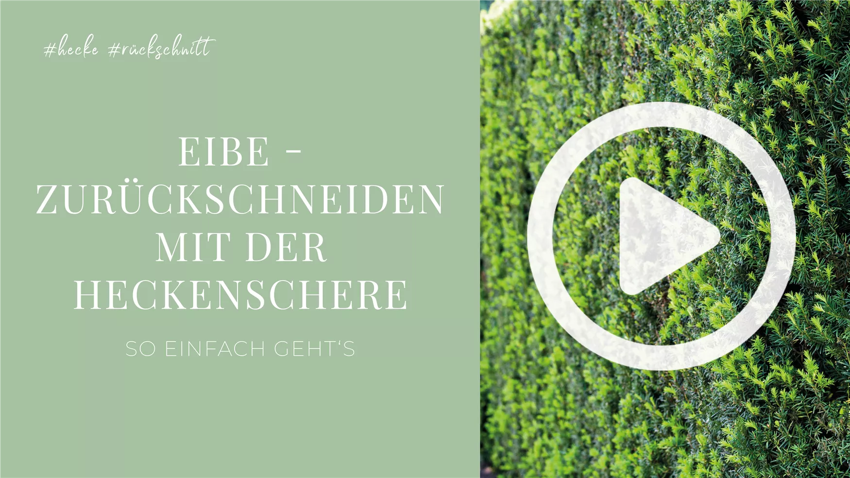 Eibe - Zurückschneiden mit der Heckenschere Eibe - Zurückschneiden mit der Heckenschere