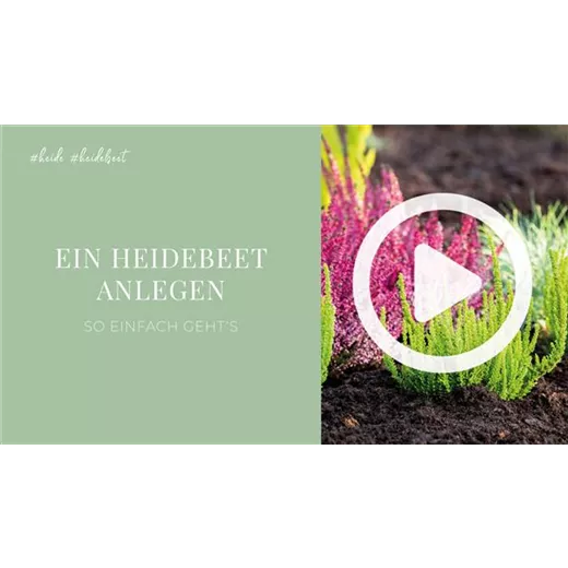 Ein Heidebeet anlegen