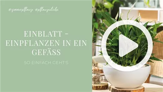 Einblatt - Einpflanzen in ein Gefäß Einblatt - Einpflanzen in ein Gefäß