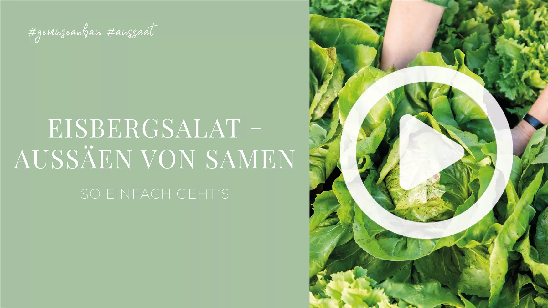 Eisbergsalat - Aussäen von Samen Eisbergsalat - Aussäen von Samen