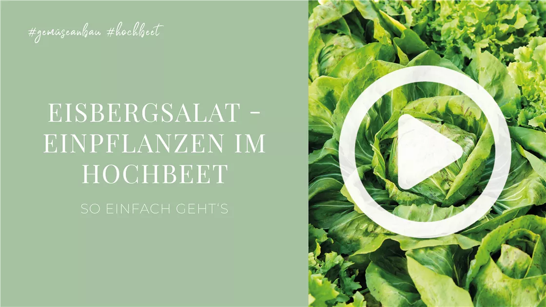 soll man hortensien dngen Purgrn Hortensie-Annabell-Dnger 1 Liter