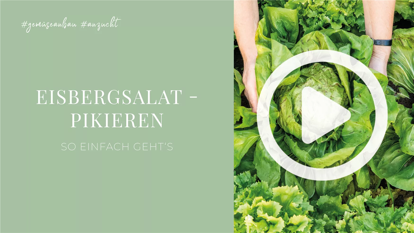 Eisbergsalat - Pikieren Eisbergsalat - Pikieren