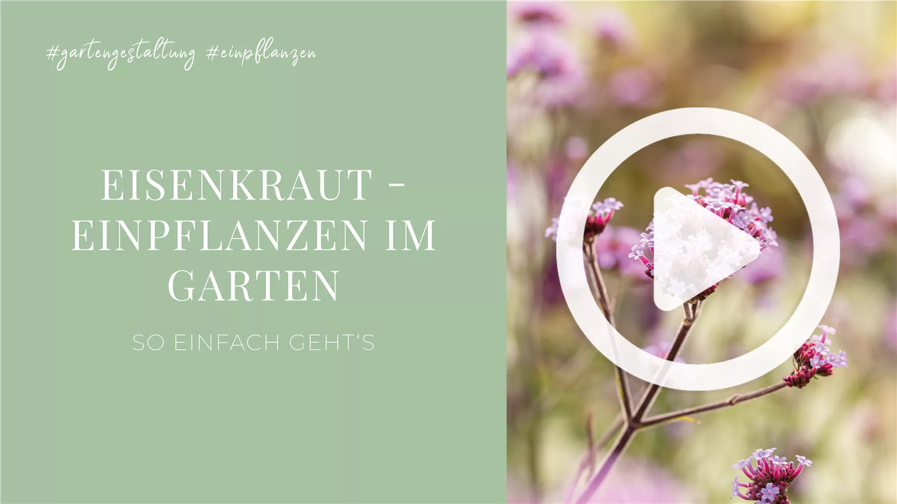 Eisenkraut - Einpflanzen im Garten Eisenkraut - Einpflanzen im Garten