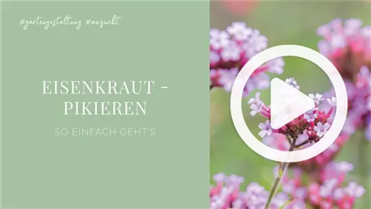 Eisenkraut - Pikieren Eisenkraut - Pikieren