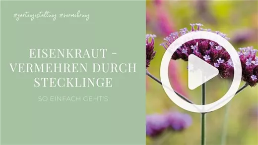 Eisenkraut - Vermehren durch Stecklinge Eisenkraut - Vermehren durch Stecklinge