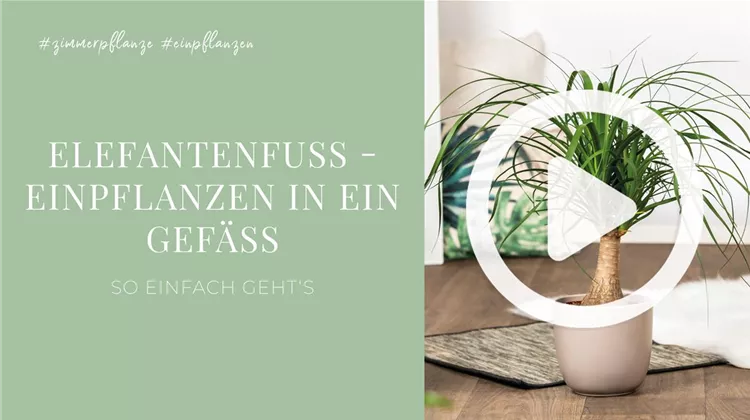 Elefantenfu - Einpflanzen in ein Gef