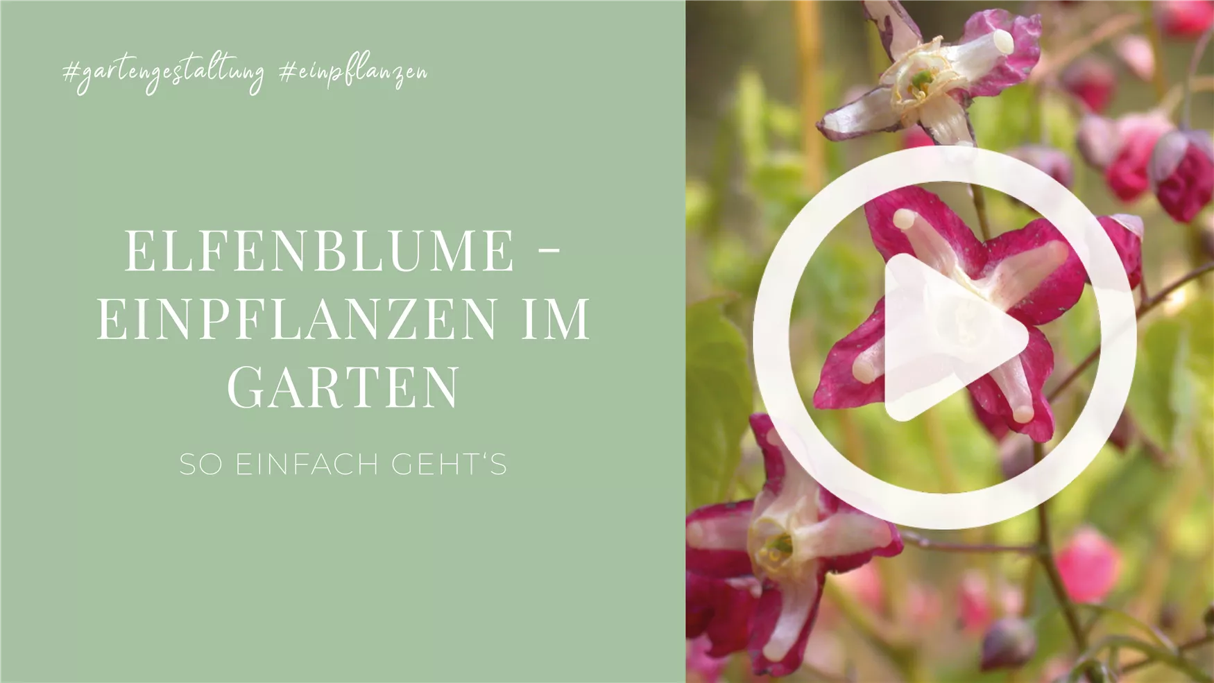 Elfenblume - Einpflanzen im Garten Elfenblume - Einpflanzen im Garten