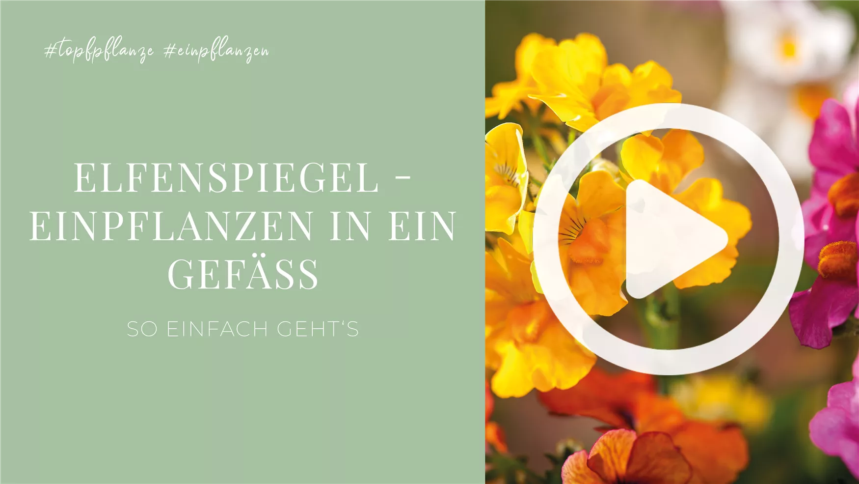 Elfenspiegel - Einpflanzen in ein Gefäß Elfenspiegel - Einpflanzen in ein Gefäß