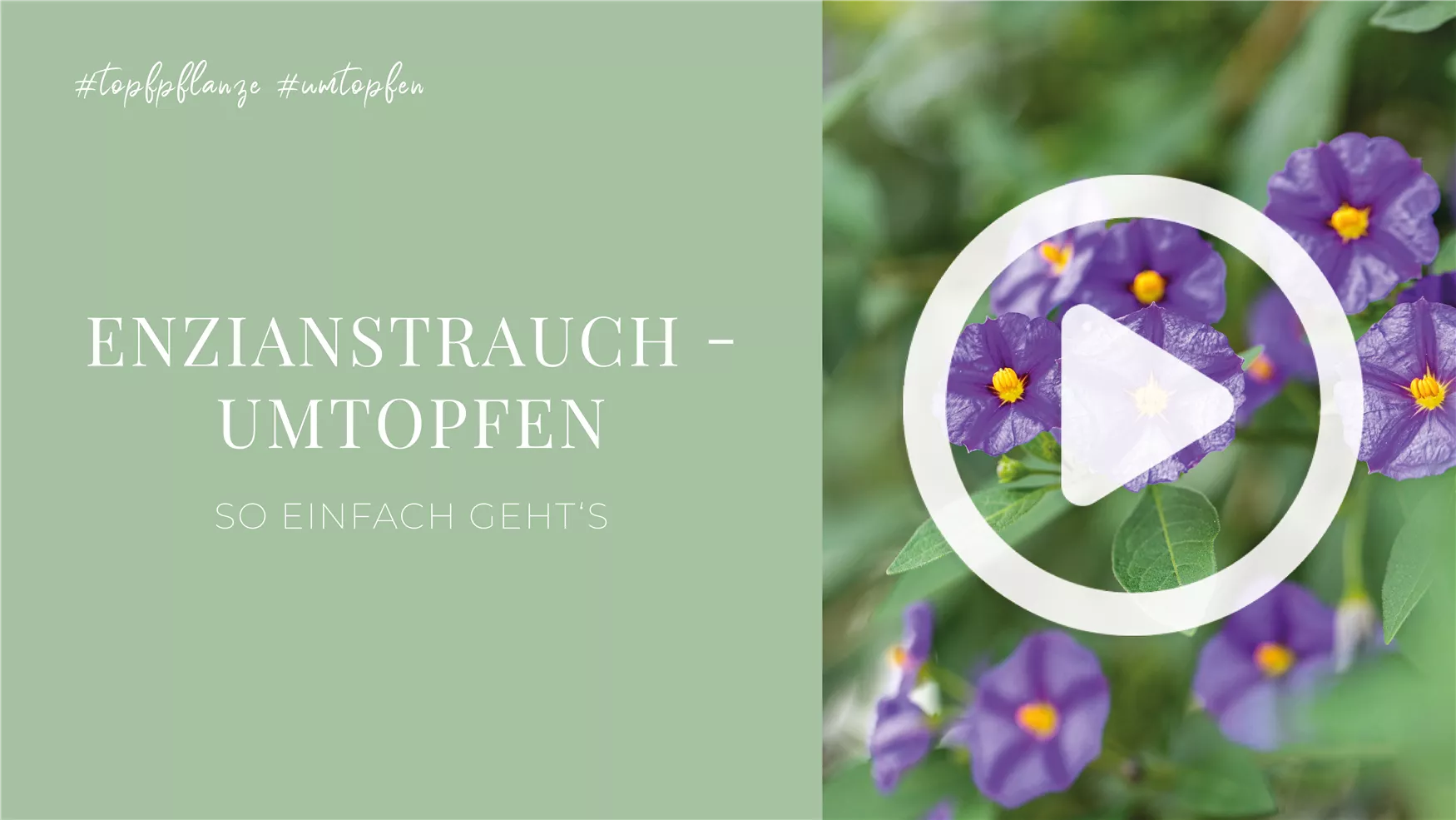 Enzianstrauch - Umtopfen Enzianstrauch - Umtopfen