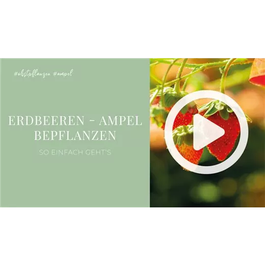 Erdbeeren - Ampel Bepflanzen Erdbeeren - Ampel Bepflanzen