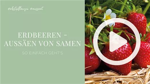 Erdbeeren - Aussäen von Samen