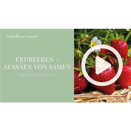 Erdbeeren - Aussäen von Samen Erdbeeren - Aussäen von Samen