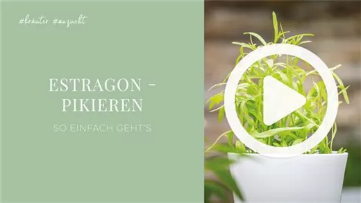 Estragon - Pikieren